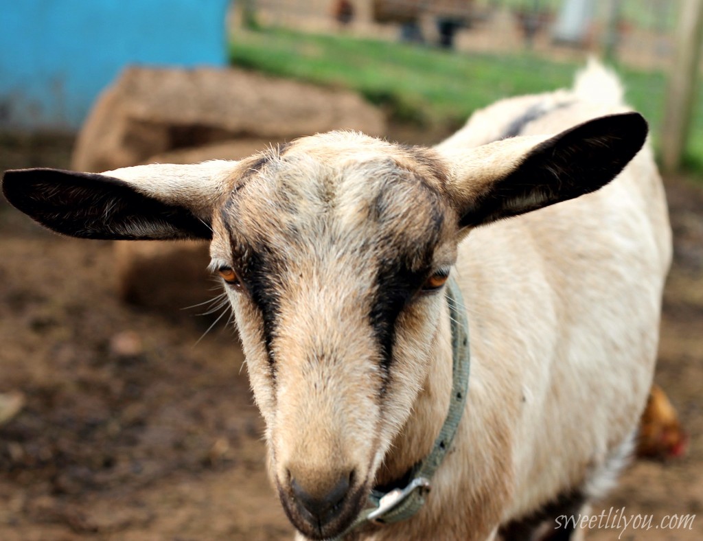 Goat Up Close