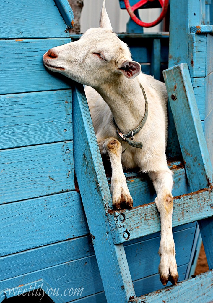 Goat on a Boat
