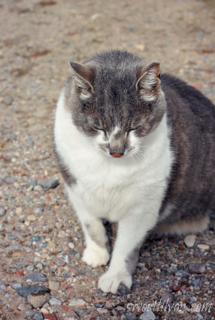 Kiki the farm cat