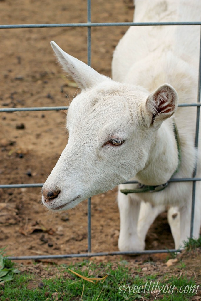 Kneeling Goat